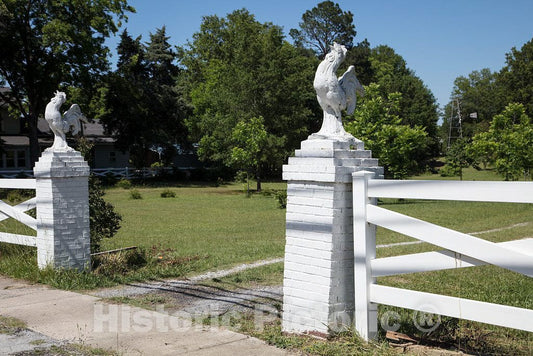 Photo - Crowing Roosters Inspire a Property Entrance ion Prosperity, South Carolina- Fine Art Photo Reporduction