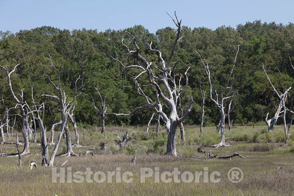 Photo - Twisted, Possibly Dead, Trees in Beaufort County, South Carolina- Fine Art Photo Reporduction