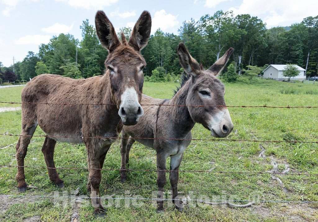 Photo - Older and Young Donkeys, Perhaps Mother and foal, Along U.S. Highway 221 in Avery County, North Carolina- Fine Art Photo Reporduction
