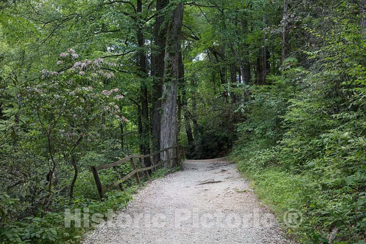 Photo - Pathway to Linville Falls Along The Blue Ridge Parkway, Near The Town of Linville Falls, North Carolina- Fine Art Photo Reporduction