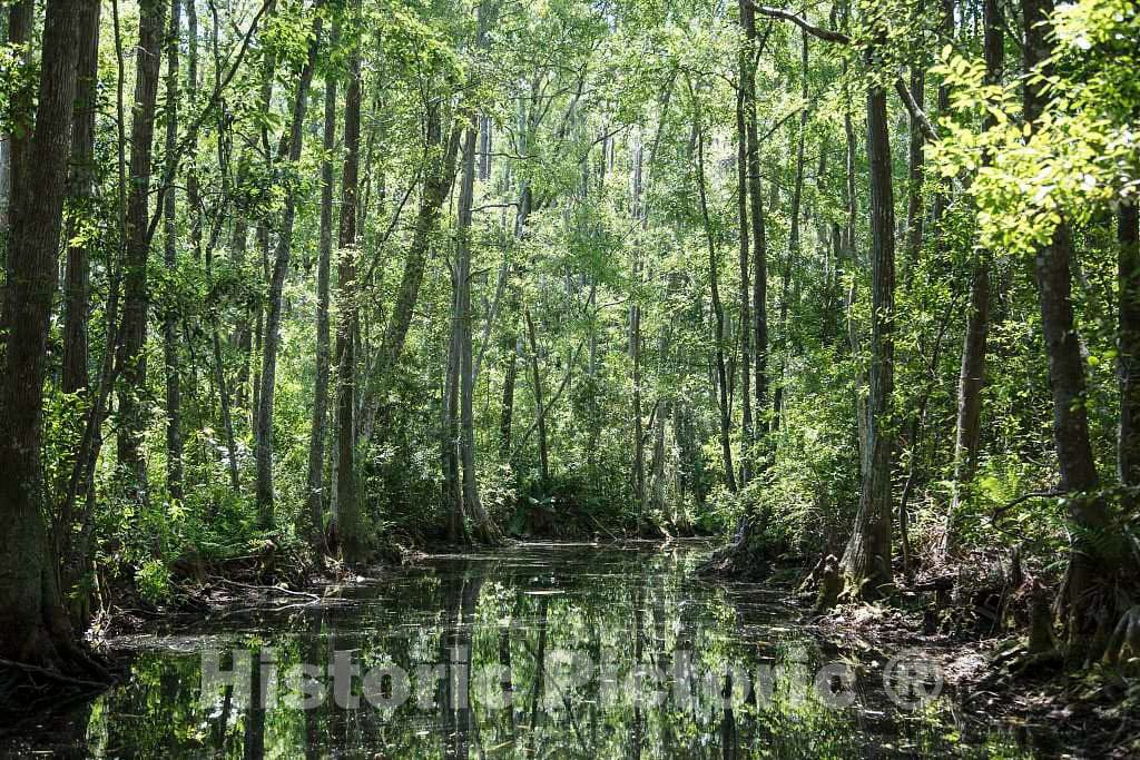 Photo- Scene from The Okefenokee Swamp Park in Waycross, Georgia 13 Fine Art Photo Reproduction
