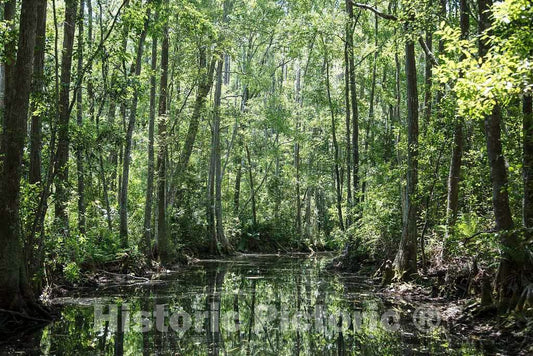 Photo- Scene from The Okefenokee Swamp Park in Waycross, Georgia 13 Fine Art Photo Reproduction