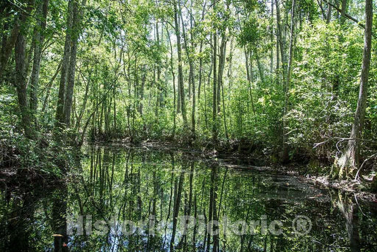 Photo- Scene from The Okefenokee Swamp Park in Waycross, Georgia 14 Fine Art Photo Reproduction