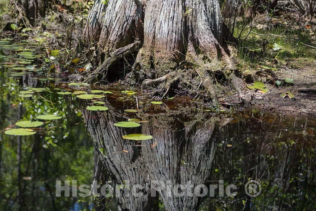 Photo- Scene from The Okefenokee Swamp Park in Waycross, Georgia 16 Fine Art Photo Reproduction
