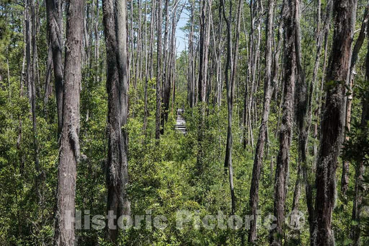 Photo- Scene from The Okefenokee Swamp Park in Waycross, Georgia 17 Fine Art Photo Reproduction