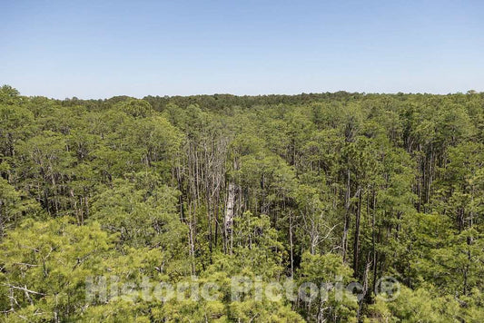 Photo- Scene from The Okefenokee Swamp Park in Waycross, Georgia 18 Fine Art Photo Reproduction