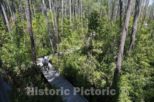 Photo- Scene from The Okefenokee Swamp Park in Waycross, Georgia 20 Fine Art Photo Reproduction