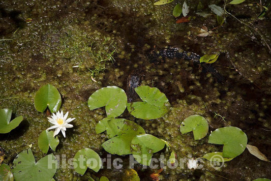 Photo - Do You See Something Lurking in The Okefenokee Swamp Park in Waycross, Georgia? (Think Alligator)- Fine Art Photo Reporduction