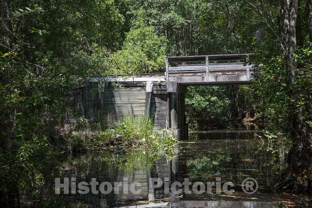 Photo- Scene from the Okefenokee Swamp Park in Waycross, Georgia 21 Fine Art Photo Reproduction