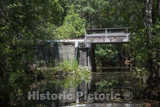 Photo- Scene from the Okefenokee Swamp Park in Waycross, Georgia 21 Fine Art Photo Reproduction