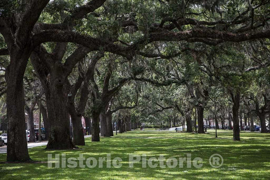 Photo - A colonnade of trees opposite Factors' Row, a grouping of old cotton mills and agents' (called factors) offices, on the Savannah, Georgia, waterfront