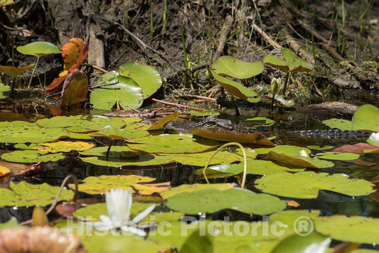 Photo- Scene from the Okefenokee Swamp Park in Waycross, Georgia 1 Fine Art Photo Reproduction