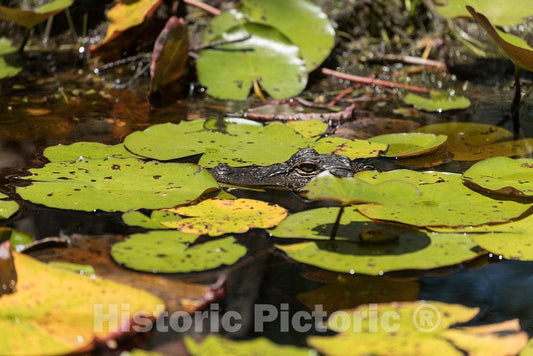 Photo- Scene from The Okefenokee Swamp Park in Waycross, Georgia 2 Fine Art Photo Reproduction