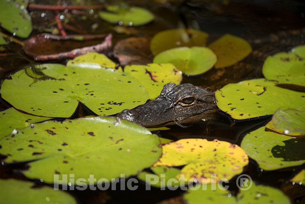 Photo- Scene from The Okefenokee Swamp Park in Waycross, Georgia 3 Fine Art Photo Reproduction