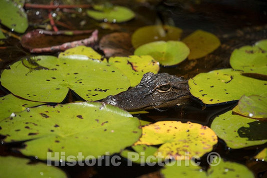 Photo- Scene from The Okefenokee Swamp Park in Waycross, Georgia 3 Fine Art Photo Reproduction