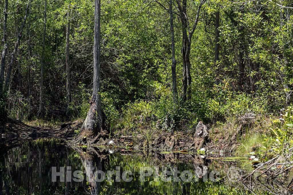 Photo- Scene from the Okefenokee Swamp Park in Waycross, Georgia 4 Fine Art Photo Reproduction