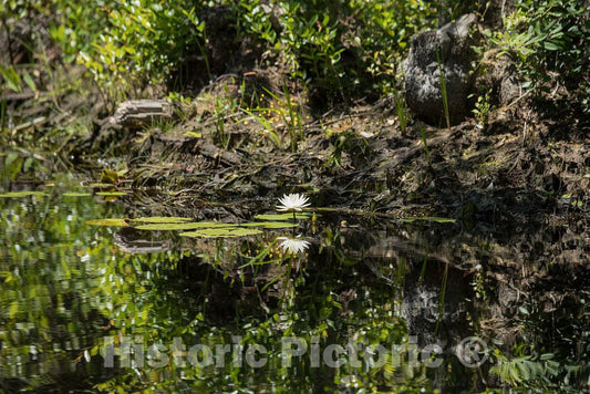 Photo- Scene from The Okefenokee Swamp Park in Waycross, Georgia 6 Fine Art Photo Reproduction