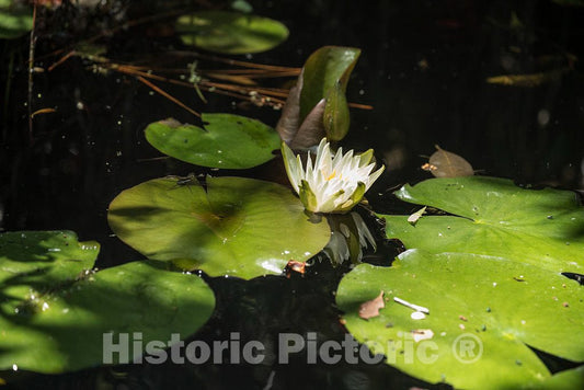 Photo- Scene from The Okefenokee Swamp Park in Waycross, Georgia 9 Fine Art Photo Reproduction