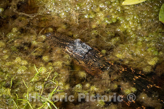 Photo- An alligator makes an appearance in the Okefenokee Swamp Park in Waycross, Georgia 2 Fine Art Photo Reproduction