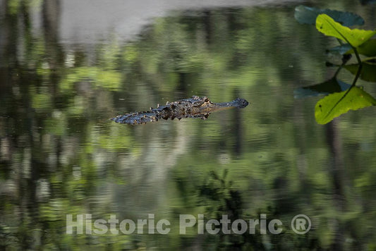 Photo- an Alligator Makes an Appearance in The Okefenokee Swamp Park in Waycross, Georgia 3 Fine Art Photo Reproduction
