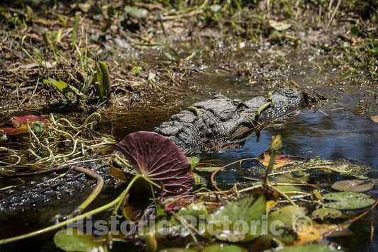 Photo- an Alligator Makes an Appearance in The Okefenokee Swamp Park in Waycross, Georgia 4 Fine Art Photo Reproduction