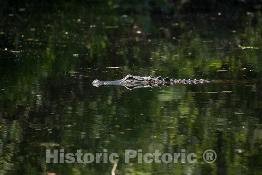 Photo- an Alligator Makes an Appearance in The Okefenokee Swamp Park in Waycross, Georgia 5 Fine Art Photo Reproduction