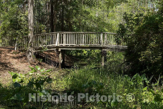 Photo- Scene from The Okefenokee Swamp Park in Waycross, Georgia 12 Fine Art Photo Reproduction