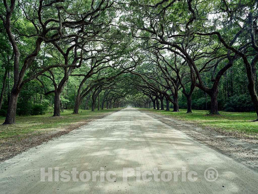 Photo- an Avenue sheltered by Live Oaks and Spanish Moss at The Wormsloe Historic Site in Savannah, Georgia 1 Fine Art Photo Reproduction