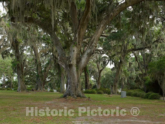 Photo- Spanish moss-draped trees in Bonaventure Cemetery in Savannah, Georgia 1 Fine Art Photo Reproduction