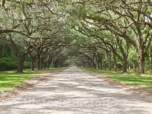Photo- an Avenue sheltered by Live Oaks and Spanish Moss at The Wormsloe Historic Site in Savannah, Georgia 2 Fine Art Photo Reproduction