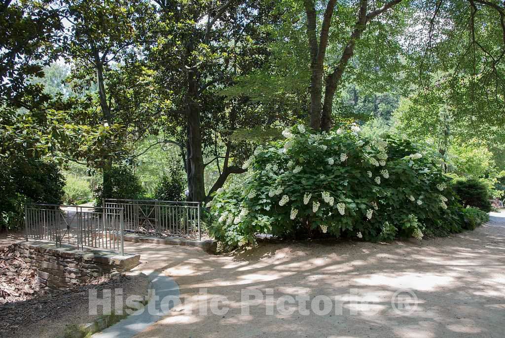 Photo- Scene from The Sarah P. Duke Gardens, a 55-Acre Public Garden on The Campus of Duke University 24 Fine Art Photo Reproduction