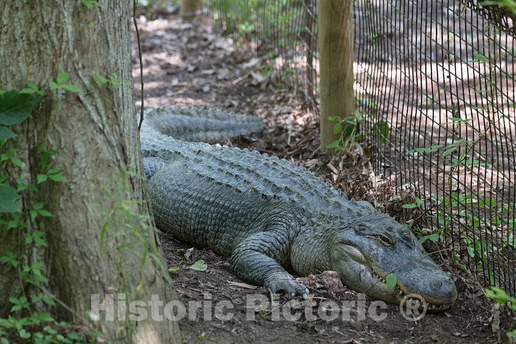 Photo - Well-fed Alligator at The North Carolina Zoological Park in Asheboro, North Carolina- Fine Art Photo Reporduction