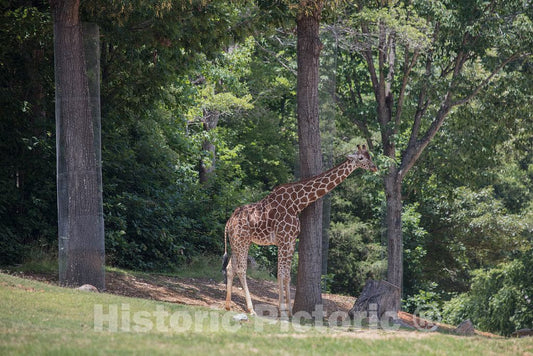 Photo - Giraffe at the North Carolina Zoological Park in Asheboro, North Carolina- Fine Art Photo Reporduction