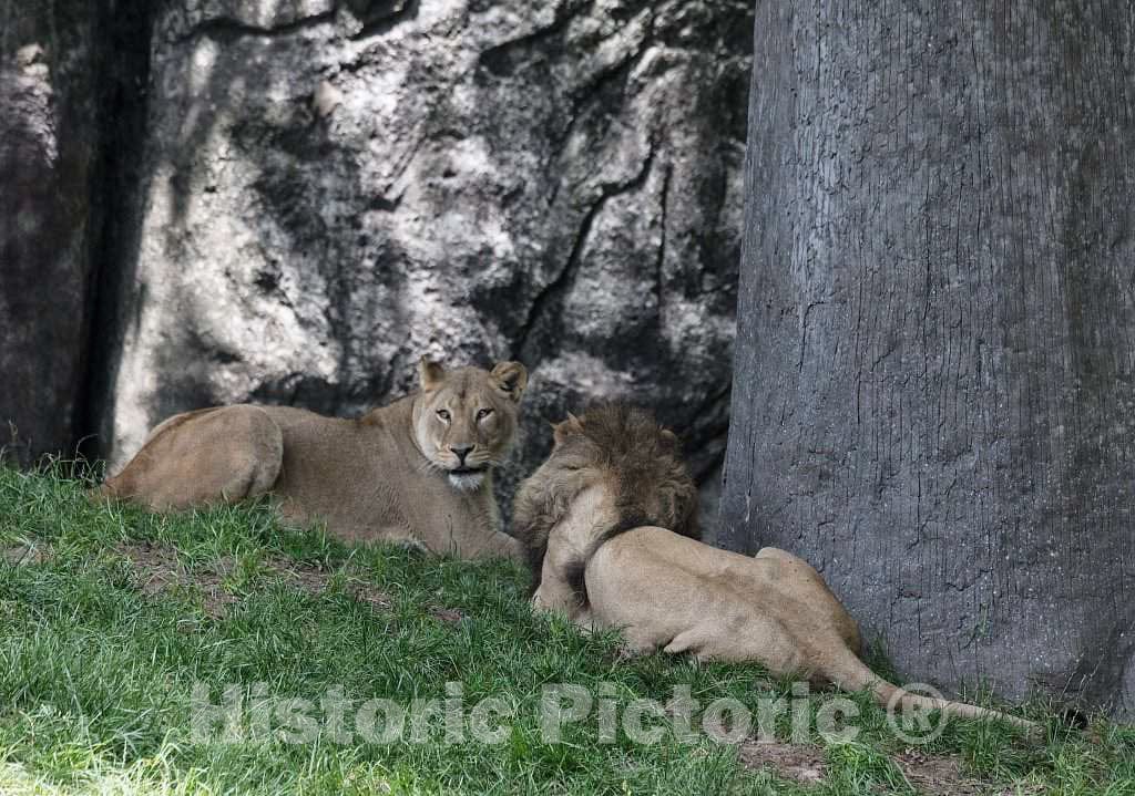Photo - Lions at The North Carolina Zoological Park in Asheboro, North Carolina- Fine Art Photo Reporduction