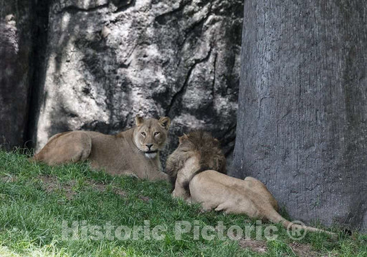 Photo - Lions at The North Carolina Zoological Park in Asheboro, North Carolina- Fine Art Photo Reporduction