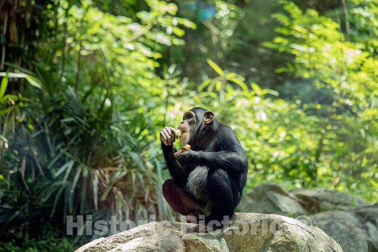 Photo- Chimpanzee at The North Carolina Zoological Park in Asheboro, North Carolina 1 Fine Art Photo Reproduction
