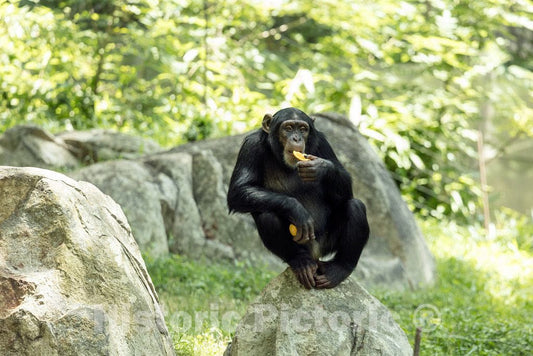 Photo- Chimpanzee at The North Carolina Zoological Park in Asheboro, North Carolina 2 Fine Art Photo Reproduction