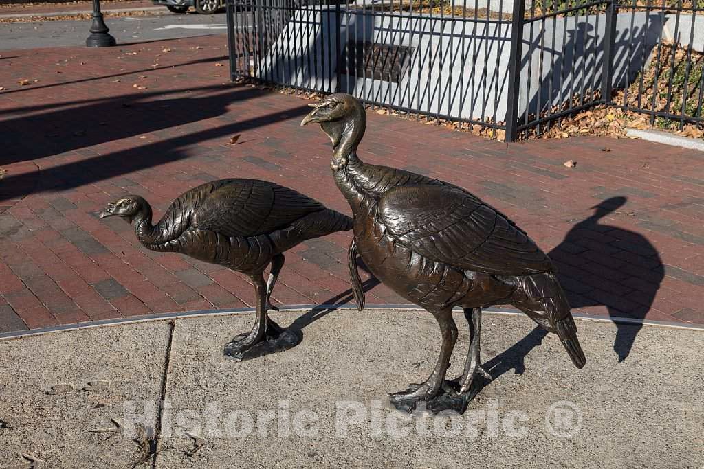 Photo - Wild Turkey Street Art in Downtown Asheville, North Carolina- Fine Art Photo Reporduction