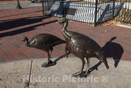 Photo - Wild Turkey Street Art in Downtown Asheville, North Carolina- Fine Art Photo Reporduction