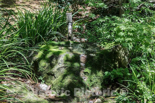 Photo- Scene from the Sarah P. Duke Gardens, a 55-acre public garden on the campus of Duke University 13 Fine Art Photo Reproduction