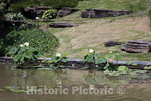 Photo- Scene from the Sarah P. Duke Gardens, a 55-acre public garden on the campus of Duke University 20 Fine Art Photo Reproduction
