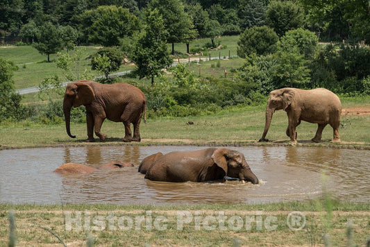 Photo- Elephants at The North Carolina Zoological Park in Asheboro, North Carolina, Near The Geographic Center of The State 1 Fine Art Photo Reproduction