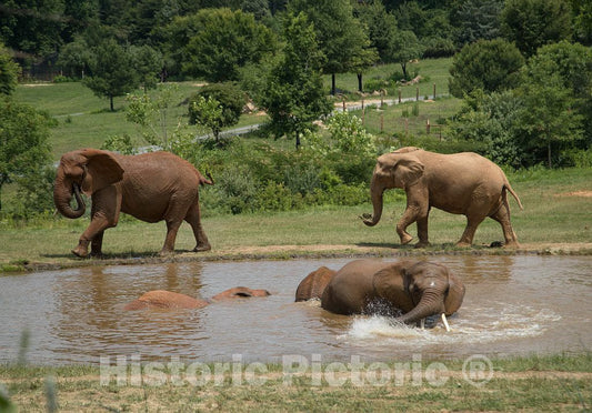 Photo- Elephants at The North Carolina Zoological Park in Asheboro, North Carolina, Near The Geographic Center of The State 2 Fine Art Photo Reproduction