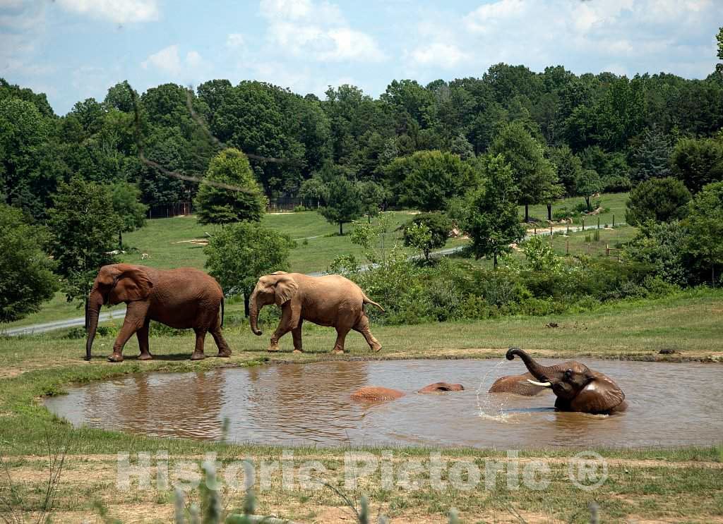Photo- Elephants at The North Carolina Zoological Park in Asheboro, North Carolina, Near The Geographic Center of The State 3 Fine Art Photo Reproduction