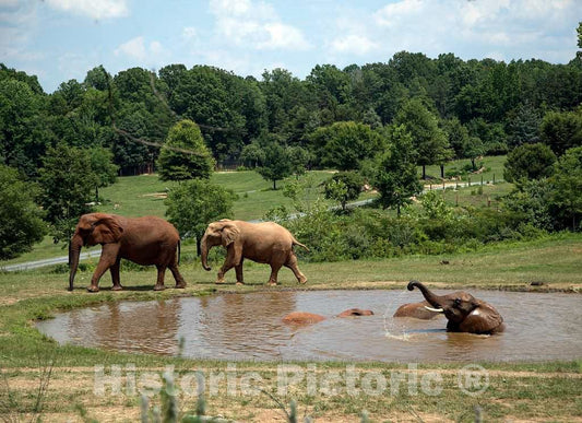 Photo- Elephants at The North Carolina Zoological Park in Asheboro, North Carolina, Near The Geographic Center of The State 3 Fine Art Photo Reproduction
