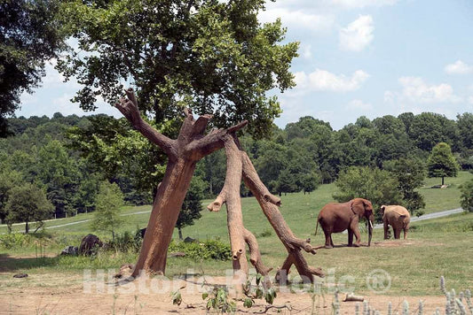 Photo- Elephants at the North Carolina Zoological Park in Asheboro, North Carolina, near the geographic center of the state 4 Fine Art Photo Reproduction
