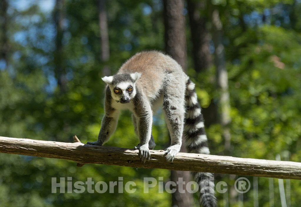 Photo- One of The Star Attractions at The The Duke Lemur Center in Durham, North Carolina 1 Fine Art Photo Reproduction