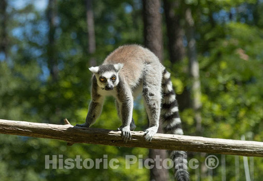 Photo- One of The Star Attractions at The The Duke Lemur Center in Durham, North Carolina 1 Fine Art Photo Reproduction