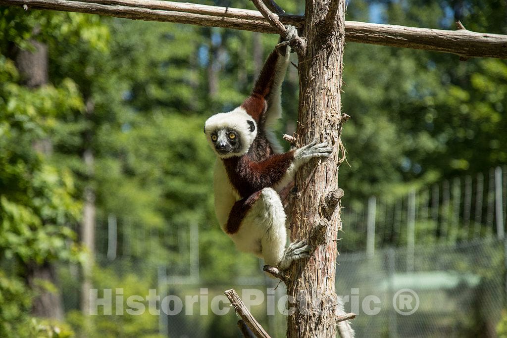 Photo- One of The Star Attractions at The The Duke Lemur Center in Durham, North Carolina 2 Fine Art Photo Reproduction