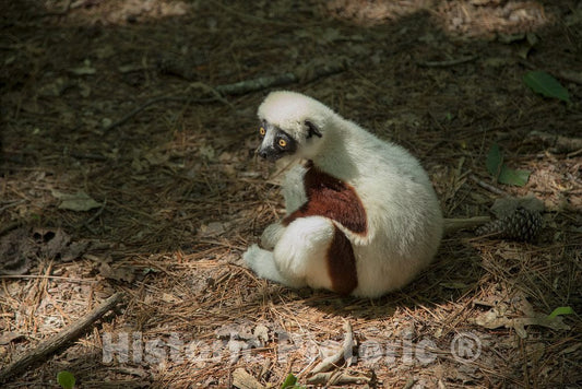 Photo- One of The Star Attractions at The The Duke Lemur Center in Durham, North Carolina 3 Fine Art Photo Reproduction